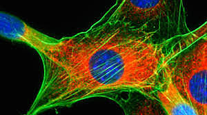 Módulo 3: Biología celular y molecular