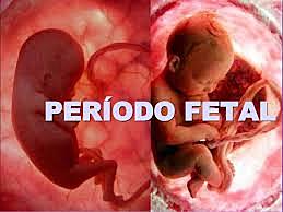 Periodo Fetal