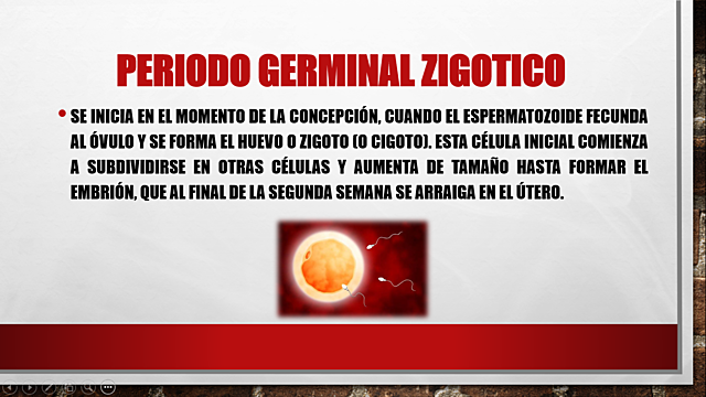 Período germinal