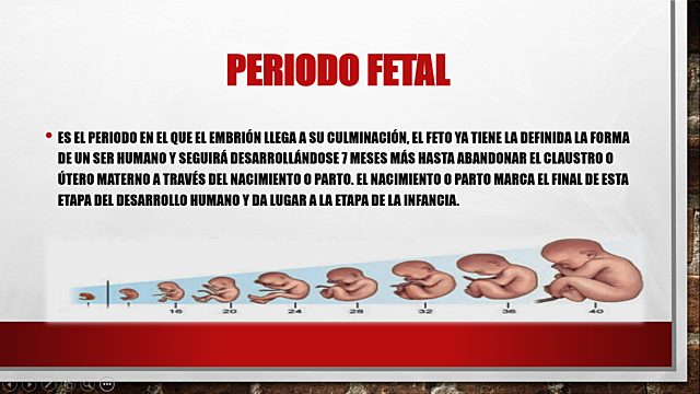 Período fetal