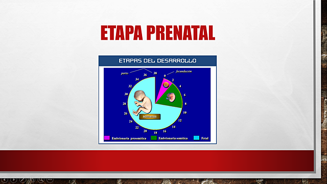 Etapa Prenatal