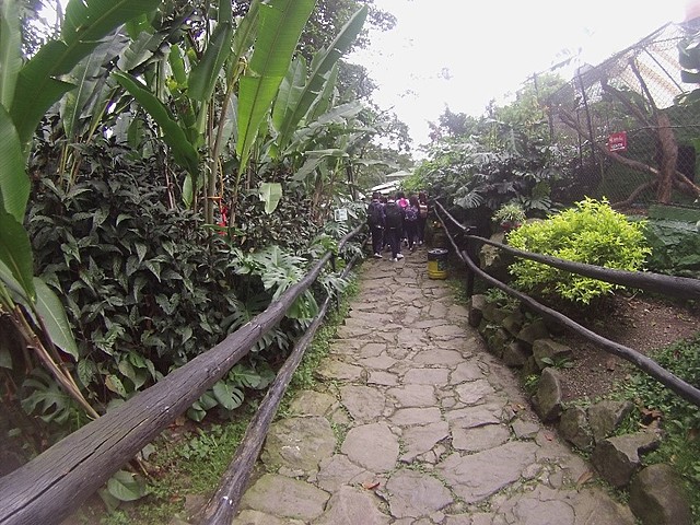 Sendero para llegar a los mapaches