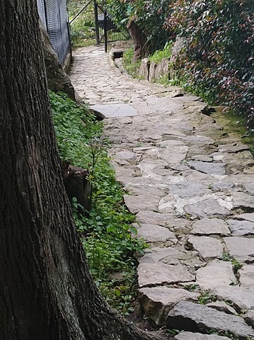 Sendero Tigrillo Oncilla