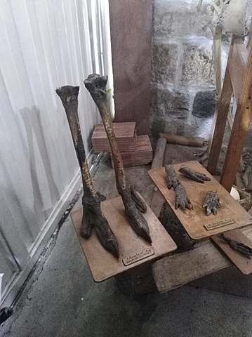 Interior Museo Fosiles