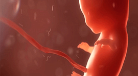 Timeline: Desarrollo Prenatal