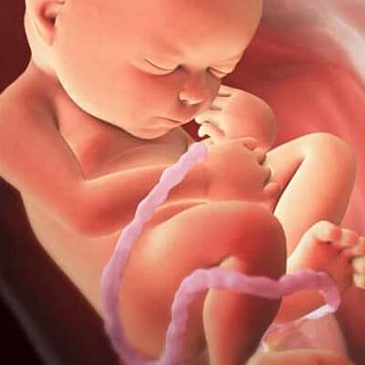 Timeline: Desarrollo prenatal