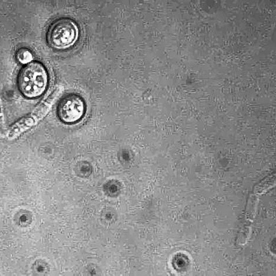 Timeline: Historia de la Microbiología Enológica