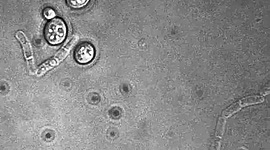 Timeline: Historia de la Microbiología Enológica