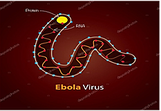 Ebola virus vaccine - Drug: AVI-7537