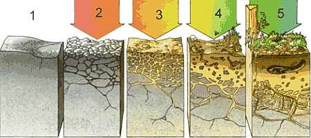 Inicio unidad: Eufología de los suelos