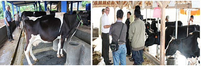 Myanmar Dairy Excellence Project