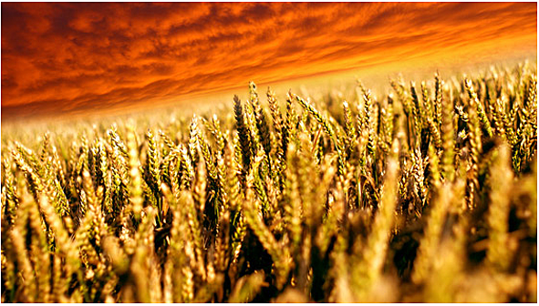 New ways to make stronger crops