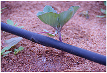 Climate change bad effects on food generation.