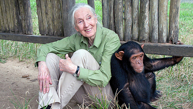 Jane  Goodalles