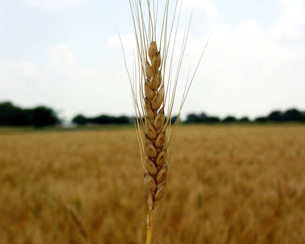 Wheat and corn are drought, insect, and disease resistant and produce 100% more yield than crops from 2011
