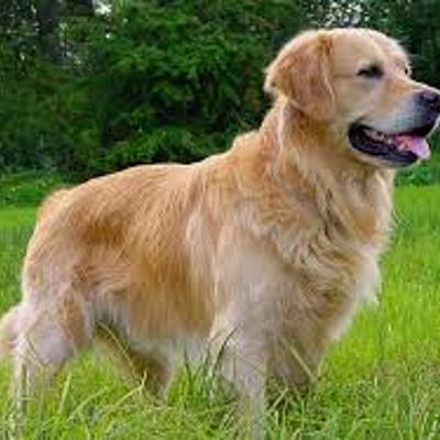 Timeline: Linea del tiempo en la Historia de las Intervenciones Asistidas por Perros