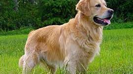 Timeline: Linea del tiempo en la Historia de las Intervenciones Asistidas por Perros