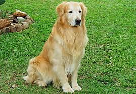 Las investigaciones de Levinson