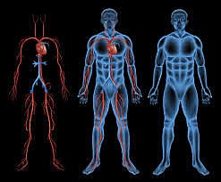 E. Friedman, J. Lynch y S. Thomas