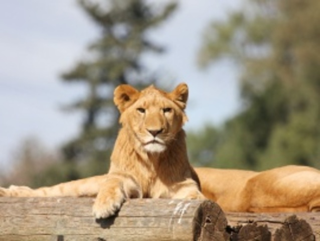 The End of the Third Crusade