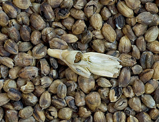 Prevost "Estudio de la carie de los granos"