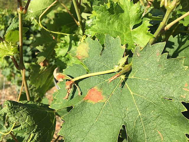 "Peronópora de la vid"