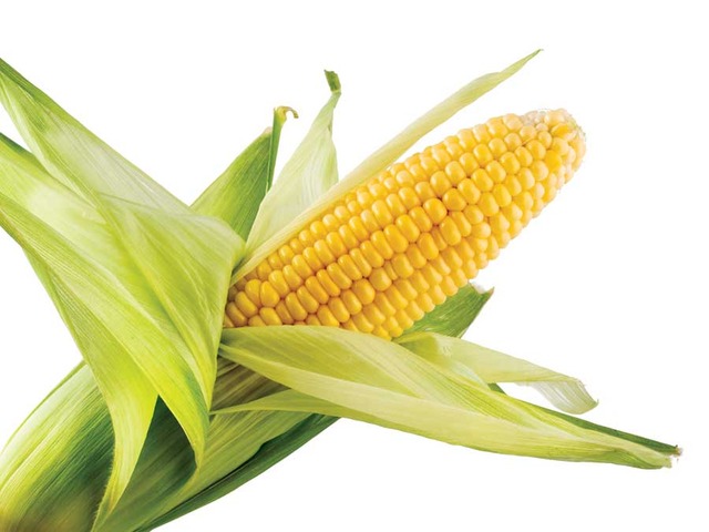 Study Shows That GM Corn May Develop Kidney and Liver Problems