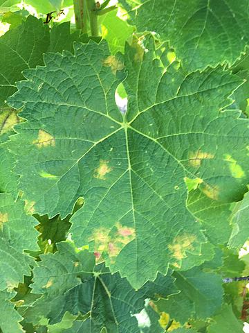 Mendoza - "Peronóspora de la vid"