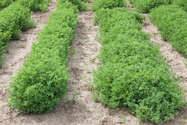 Supreme Court Lifts GM Alfalfa Ban