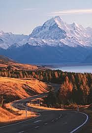 Wilding Trees in the MacKenzie /Waitaki