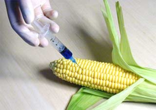 Mexico rejects Monsanto's corn