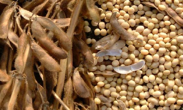 The Turkish Biosafety Commision has permitted 3 types of GMO soybeans in animal feed.