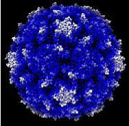 Discovery of Pollio Vaccine - IPV