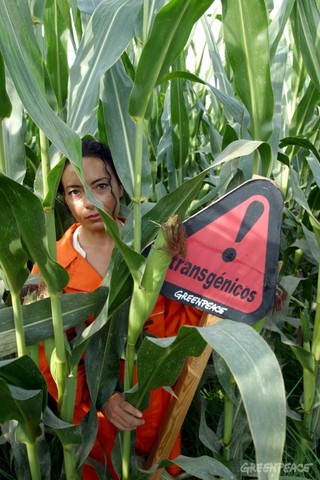 GM Crops Reach 52.8 Million Hectares