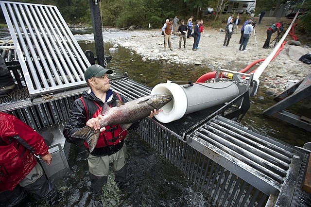 United States - Salmon Cannon