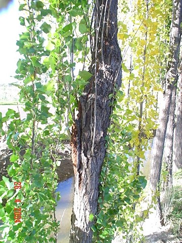 Mendoza- "Cancrosis del álamo"