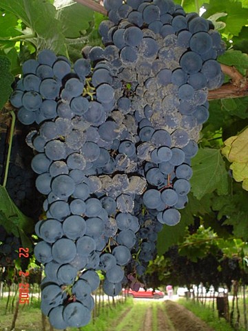 Mendoza - "Podredumbre de los racimos"