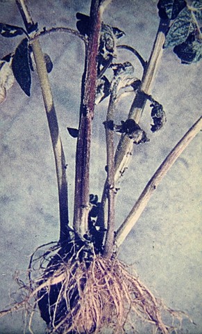 "Tizón tardío de la papa"