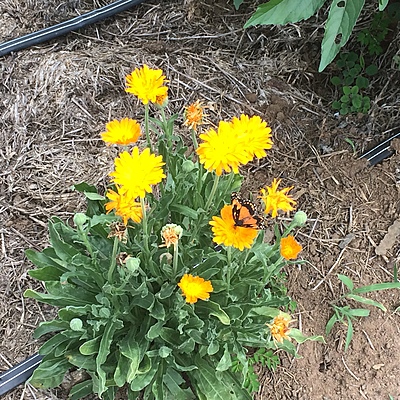 Timeline: Cooperativa Agrícola do IRT