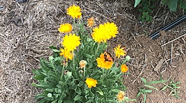 Timeline: Cooperativa Agrícola do IRT