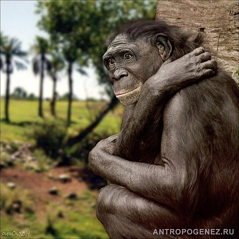 ARDIPITHECUS KADABBA