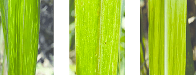 Argentina- " Mosaico de la caña de azúcar y roya del trigo"