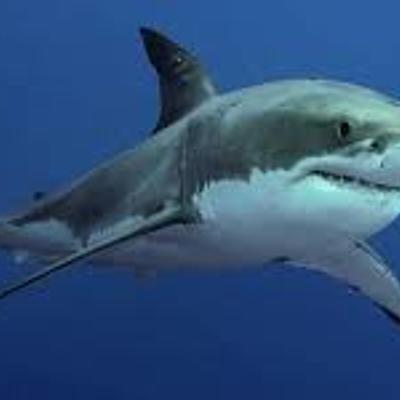 Timeline: Evolucion del tiburon