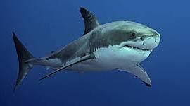 Timeline: Evolucion del tiburon