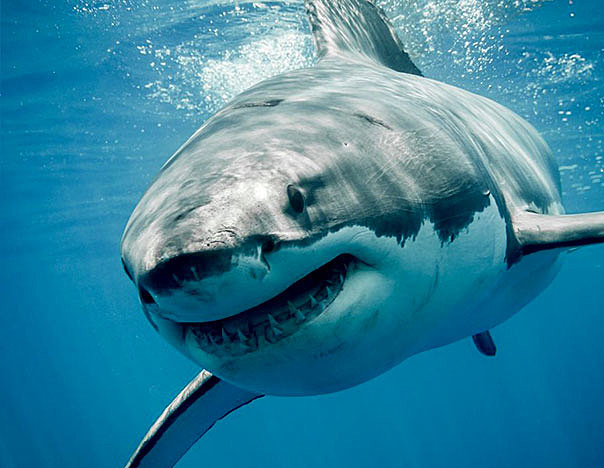 Tiburon Blanco