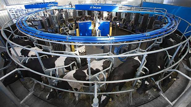 Robotic milking