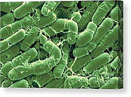 Bacillus thuringiensis pesticide