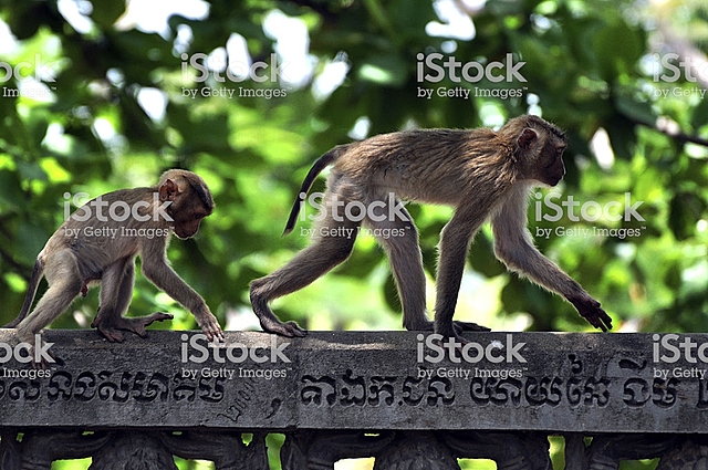 La evolución de las marcas