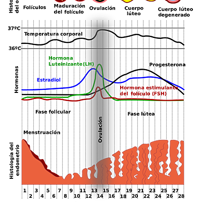 Timeline: Ciclo menstrual