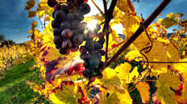 Timeline: Viticulture en français.  Cuarto año. Escuela 4038 -  A. Jauretche - Mendoza